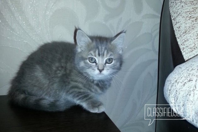 Продам шотландскую кошечку. девочка в городе Первоуральск, фото 1, стоимость: 2 500 руб.
