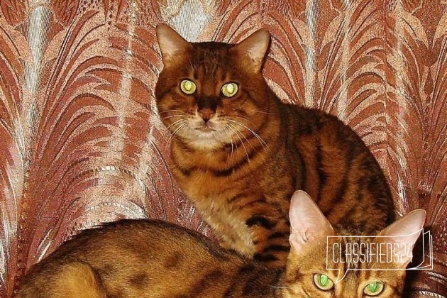 Породистая бенгальская пара кошка и кот, N24 в городе Санкт-Петербург, фото 1, телефон продавца: +7 (981) 978-58-28