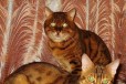 Породистая бенгальская пара кошка и кот, N24 в городе Санкт-Петербург, фото 1, Ленинградская область