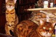 Породистая бенгальская пара кошка и кот, N24 в городе Санкт-Петербург, фото 2, телефон продавца: +7 (981) 978-58-28