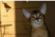 Абиссинской котик, дикиго окраса в городе Красноярск, фото 1, Красноярский край