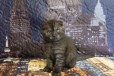 Чистокровные шотландские котята в городе Курск, фото 1, Курская область