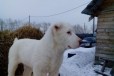 Белая девочка среднеазиатской овчарки в городе Красноярск, фото 2, телефон продавца: +7 (923) 291-87-51