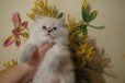 Плюшевый котёнок для любимой в городе Таганрог, фото 1, Ростовская область