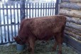 Двухгодовалый бык на мясо в городе Кувандык, фото 1, Оренбургская область