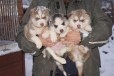 Пять щенков хаски. Мальчики и девочки в городе Барнаул, фото 1, Алтайский край