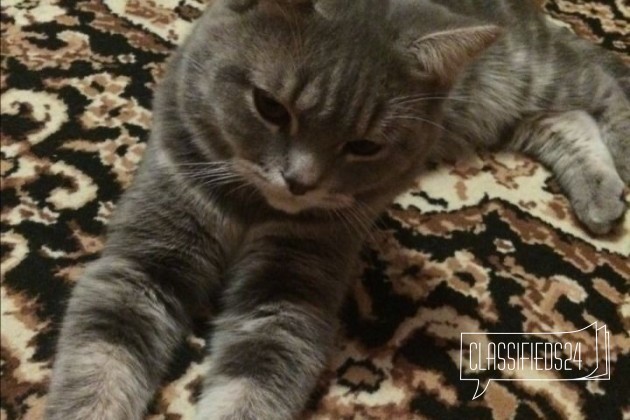 Красивый котик в городе Краснодар, фото 2, телефон продавца: |a:|n:|e: