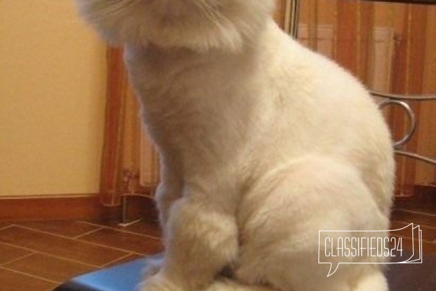 Стрижка кошек с выездом на дом в городе Екатеринбург, фото 3, телефон продавца: +7 (963) 445-34-24