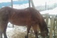 Продам лошадей 6 лет жеребые в городе Альметьевск, фото 1, Татарстан