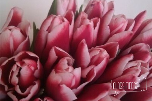 Тюльпаны оптом и в розницу в городе Севастополь, фото 1, телефон продавца: +7 (978) 006-04-06