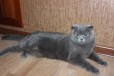 Продам котят в городе Кушва, фото 1, Свердловская область