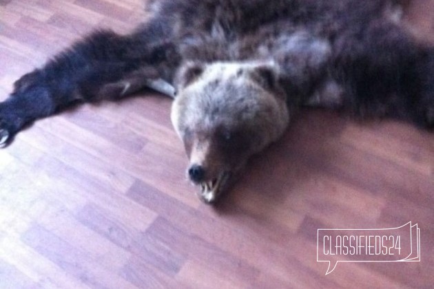 Медвежья шкура в городе Мончегорск, фото 1, телефон продавца: +7 (963) 359-91-51
