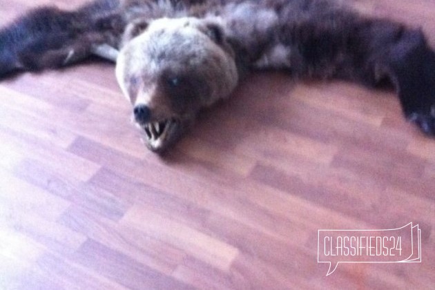 Медвежья шкура в городе Мончегорск, фото 2, стоимость: 8 500 руб.