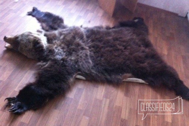 Медвежья шкура в городе Мончегорск, фото 5, телефон продавца: +7 (963) 359-91-51