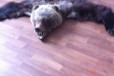 Медвежья шкура в городе Мончегорск, фото 2, телефон продавца: +7 (963) 359-91-51