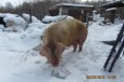 Свинина домашняя в городе Улан-Удэ, фото 1, Бурятия
