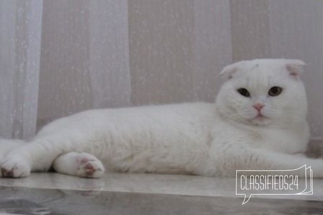 Очаровательный блондин(вязка) в городе Уфа, фото 1, стоимость: 2 000 руб.