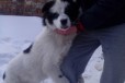 Потерялась собака в городе Иркутск, фото 1, Иркутская область