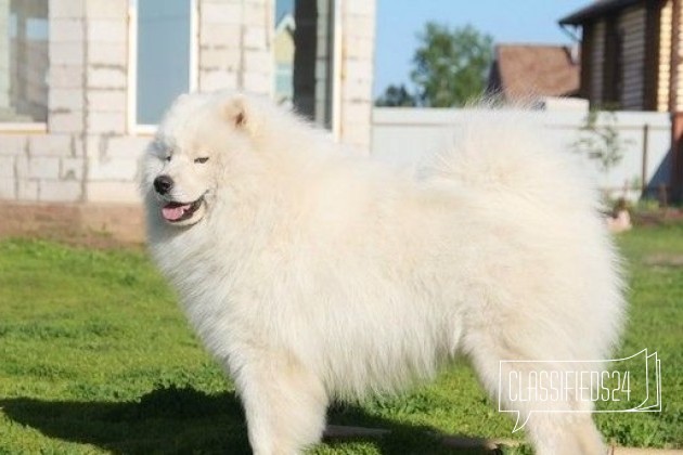 Предлагаются к продаже в городе Воронеж, фото 5, телефон продавца: +7 (927) 789-71-06