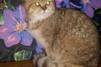 Чистокровный котик британской шиншиллы в городе Краснодар, фото 1, Краснодарский край