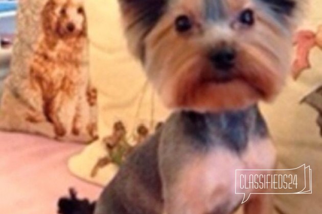 Мальчик(2.5 мес) в городе Волгоград, фото 1, телефон продавца: +7 (905) 333-56-90