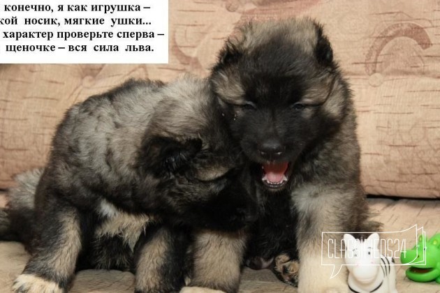 Супер мощные щенки кавказцы надёжная охрана в городе Брянск, фото 4, Брянская область