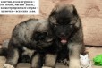 Супер мощные щенки кавказцы надёжная охрана в городе Брянск, фото 4, Кавказская овчарка