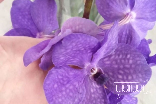 Орхидея ванда на подвесе фиолетовая 6070см в городе Санкт-Петербург, фото 1, стоимость: 5 500 руб.