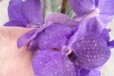 Орхидея ванда на подвесе фиолетовая 6070см в городе Санкт-Петербург, фото 1, Ленинградская область