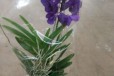 Орхидея ванда на подвесе фиолетовая 6070см в городе Санкт-Петербург, фото 2, телефон продавца: +7 (952) 267-16-97
