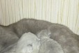Продам шотландских вислоухих котят в городе Уссурийск, фото 1, Приморский край