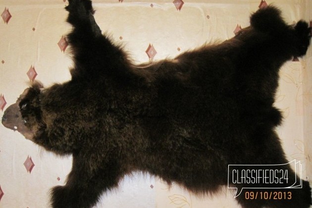 Шкура медведя в городе Чита, фото 1, телефон продавца: +7 (924) 504-05-53
