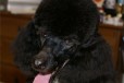 Стрижка собак, Сормово, без выезда в городе Нижний Новгород, фото 2, телефон продавца: +7 (950) 612-70-71