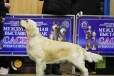Шоу щенки Голден ретривера в городе Нижний Новгород, фото 1, Нижегородская область