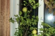 Продам отростки плодоносящего лимона в городе Чита, фото 2, телефон продавца: +7 (924) 507-20-34