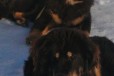 Тибетского мастифа щенок подросток док РКФ в городе Арамиль, фото 3, стоимость: 50 000 руб.