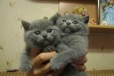 Плюшевые котятки в городе Ярославль, фото 1, Ярославская область