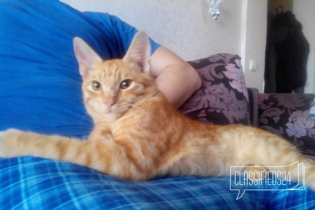 Рыжый симпотичный котенок в городе Астрахань, фото 1, стоимость: 0 руб.