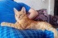 Рыжый симпотичный котенок в городе Астрахань, фото 2, телефон продавца: |a:|n:|e: