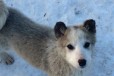 Продам щенков Лайки с Родословной в городе Челябинск, фото 1, Челябинская область