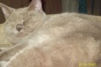 Подросшие котята с документами в городе Тула, фото 2, телефон продавца: +7 (910) 589-32-22
