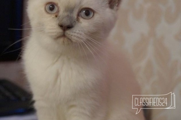 Кошечка окраса поинт в городе Ярославль, фото 2, Ярославская область