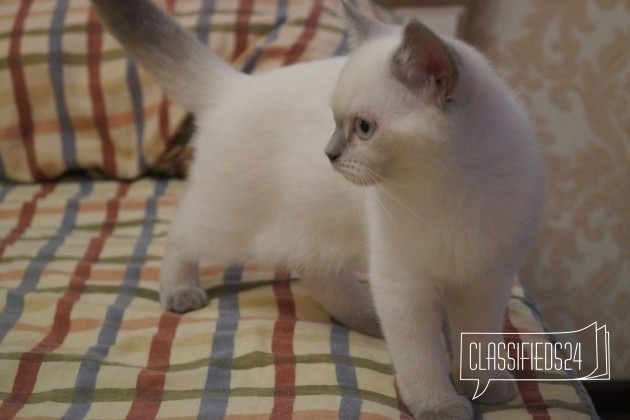 Кошечка окраса поинт в городе Ярославль, фото 3, телефон продавца: +7 (915) 996-17-48