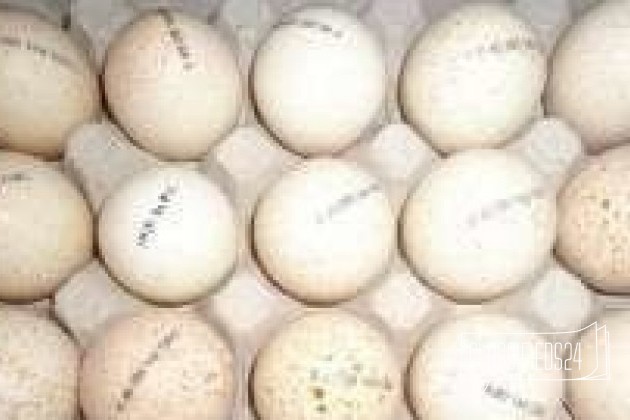 Купить яйцо хайбрид. Яйцо инкубационное Биг 6 Словакия. Хайбрид конвертер яйца. Неоплод индюшиных яиц Хайбрид конвертер. Инкубация индейки Биг 6.