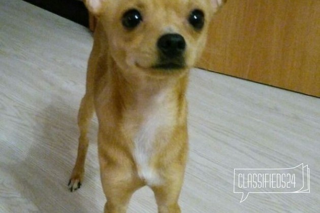 Красивый щенок девочка в городе Ставрополь, фото 5, телефон продавца: +7 (903) 419-29-13