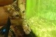 Бенгальский котенок Мелисса ) в городе Долгопрудный, фото 3, стоимость: 18 000 руб.