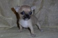 Продается чихуахуа щенок девочка карманная собачка в городе Нальчик, фото 1, Кабардино-Балкария