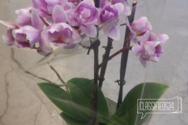 Орхидея фаленопсис миди 3 цветоноса пелорик35-35см в городе Санкт-Петербург, фото 2, стоимость: 1 500 руб.