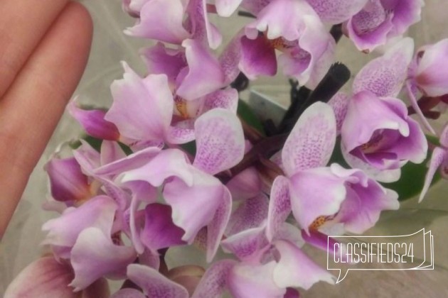 Орхидея фаленопсис миди 3 цветоноса пелорик35-35см в городе Санкт-Петербург, фото 5, телефон продавца: +7 (952) 267-16-97