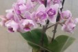 Орхидея фаленопсис миди 3 цветоноса пелорик35-35см в городе Санкт-Петербург, фото 1, Ленинградская область